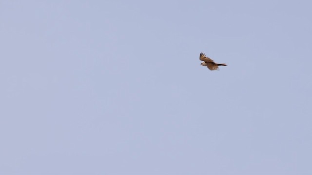 Brown Falcon - ML613735691