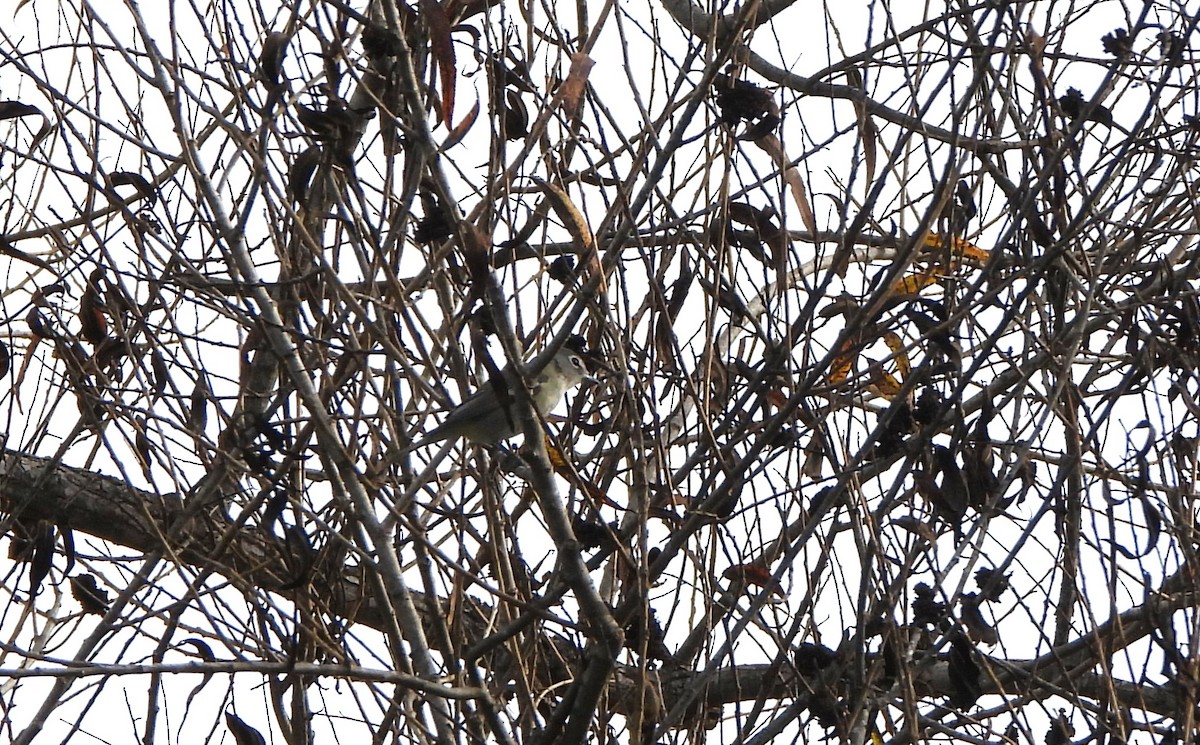 Cassin's/Plumbeous Vireo - Lena Hayashi