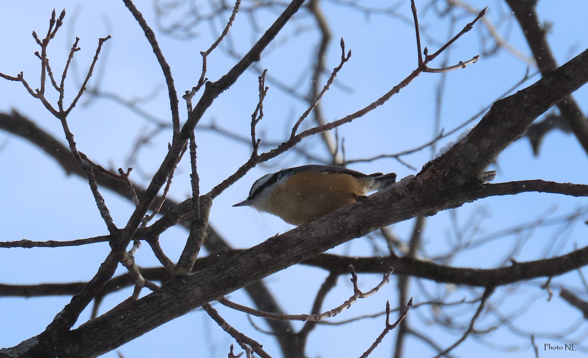 Red-breasted Nuthatch - ML613735790