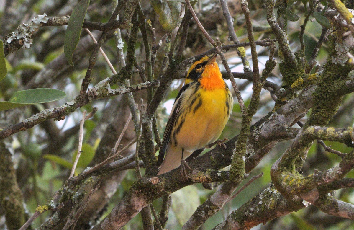 Blackburnian Warbler - ML613735804