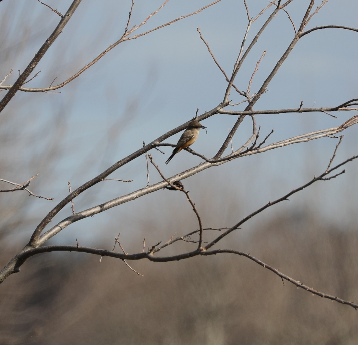 Say's Phoebe - ML613735902