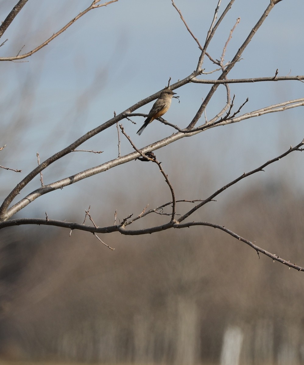 Say's Phoebe - ML613735904