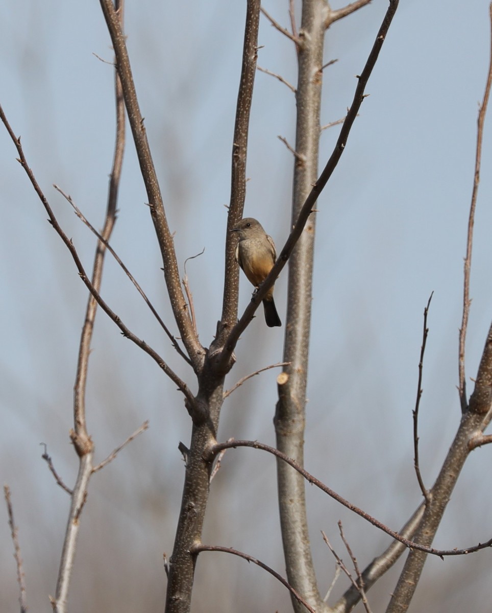 Say's Phoebe - ML613735906