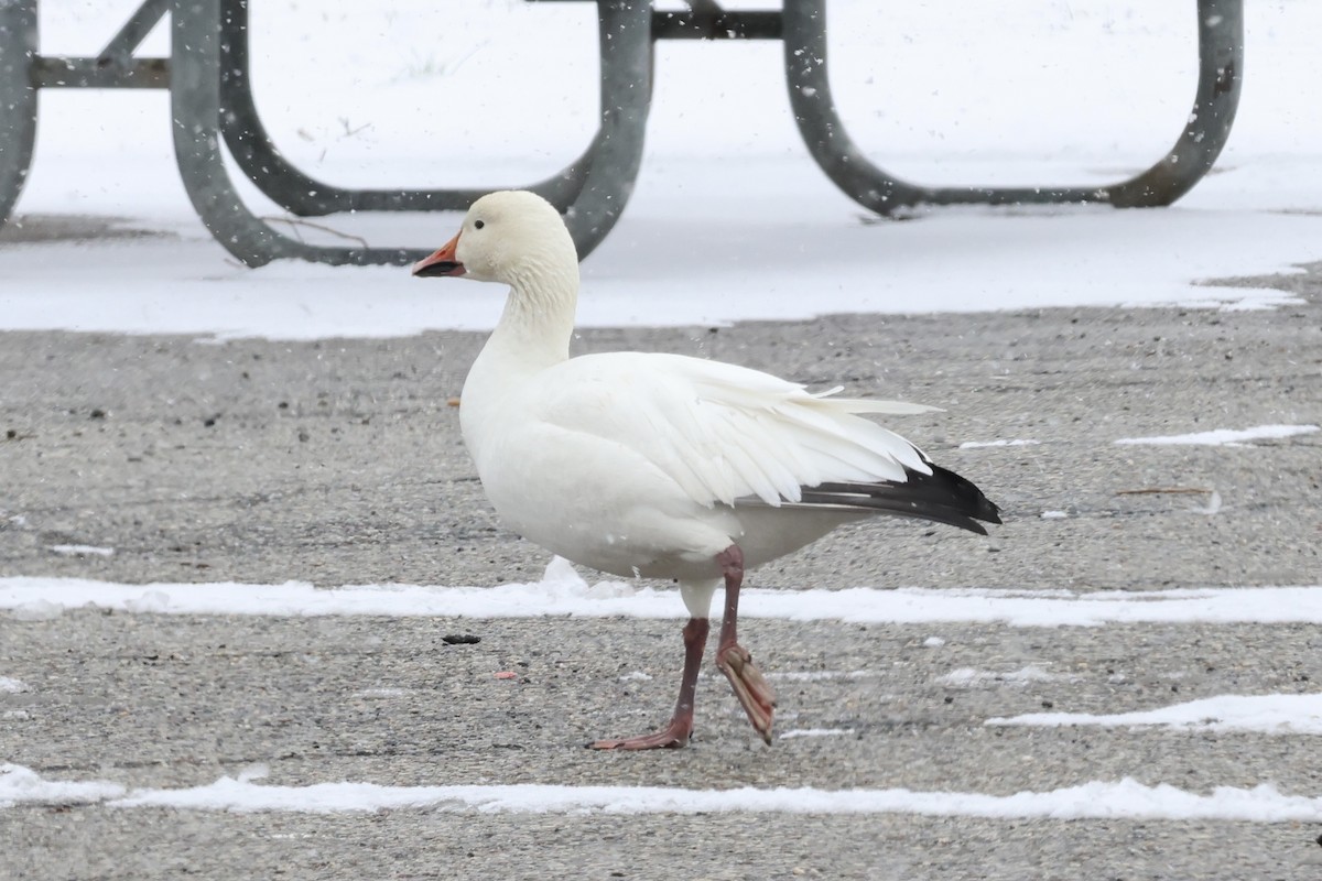 Snow Goose - ML613735934