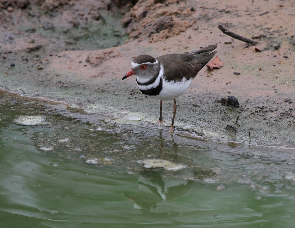 Three-banded Plover - ML613735936