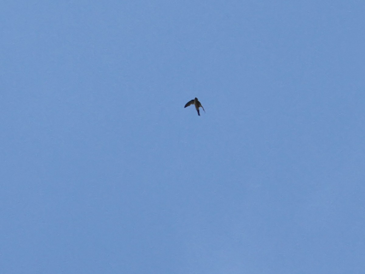 Australian Swiftlet - ML613736031