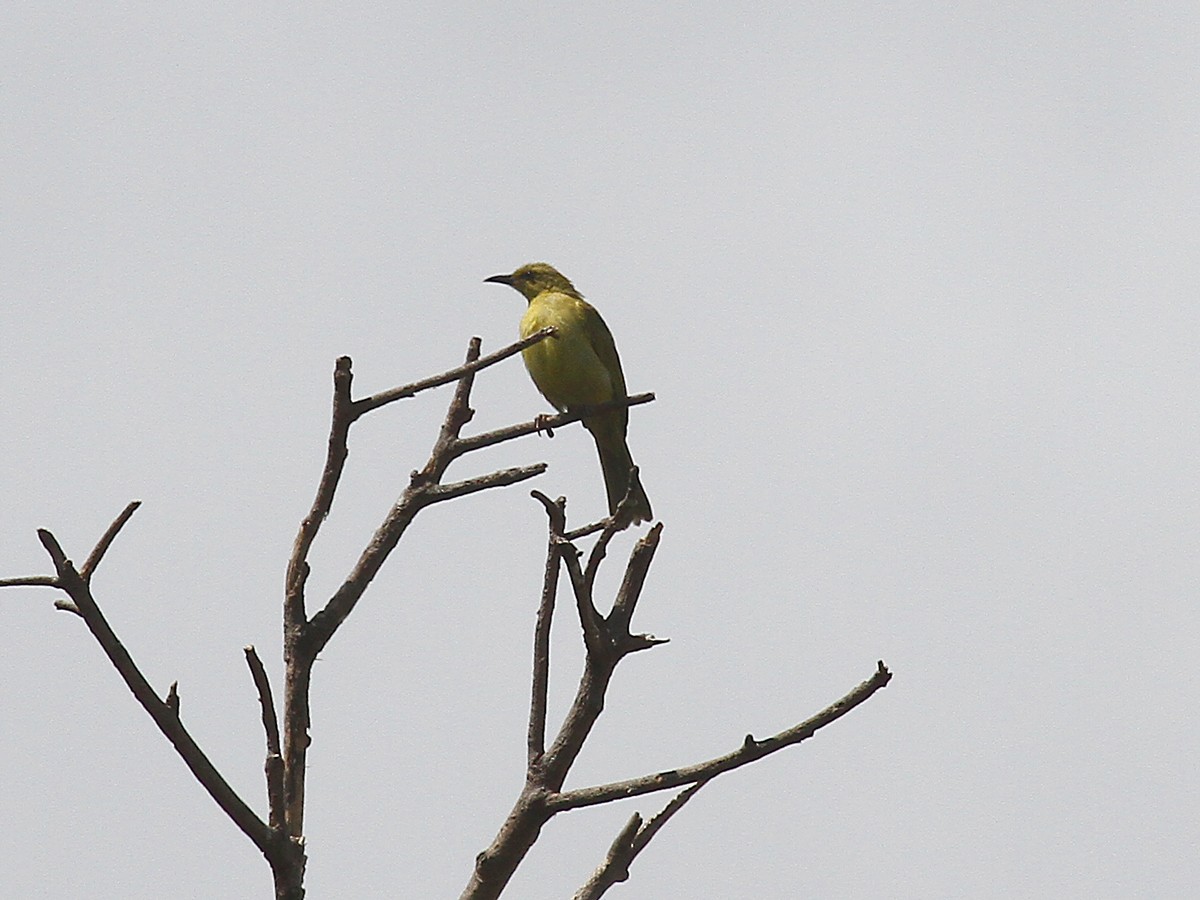 Yellow Honeyeater - Phil Swanson