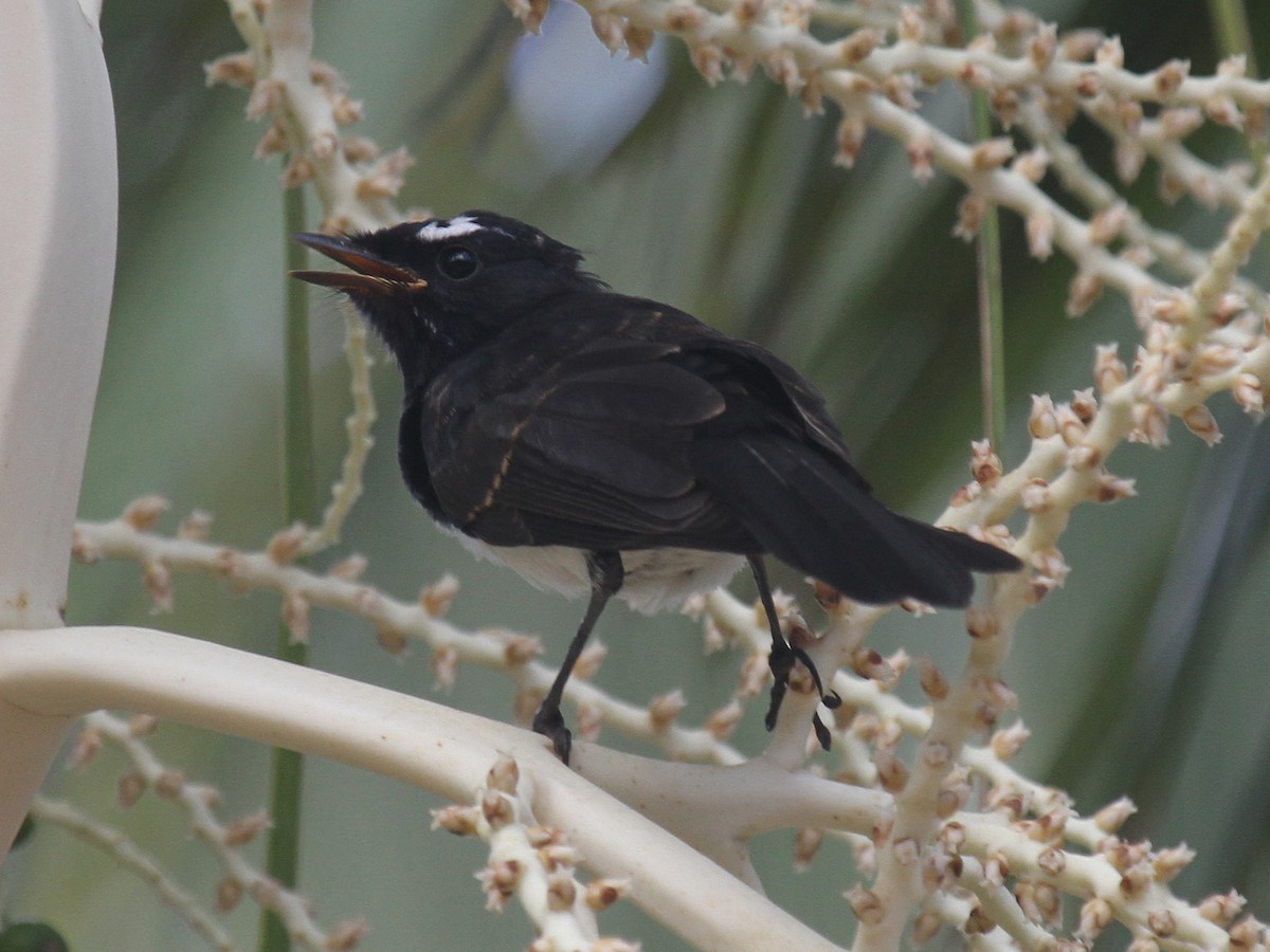 Willie-wagtail - ML613736120