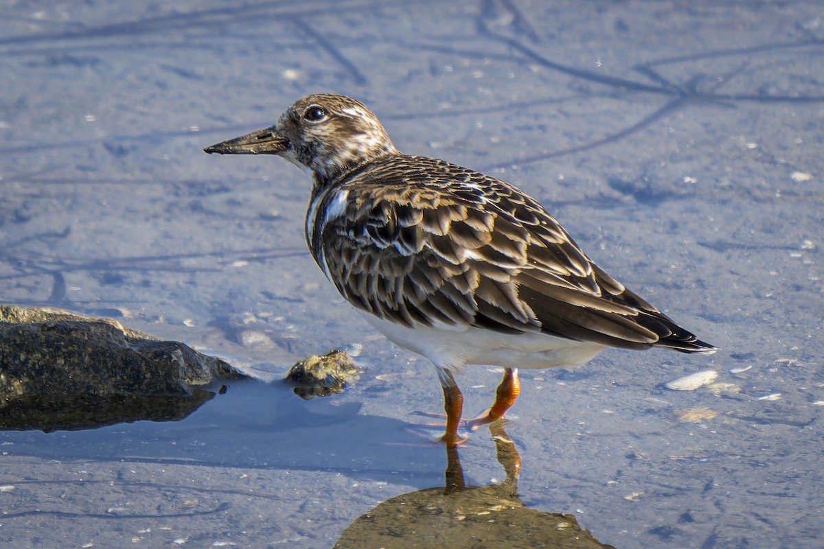 Ruddy Turnstone - ML613736123