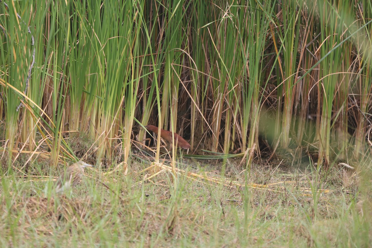 Cinnamon Bittern - ML613736154