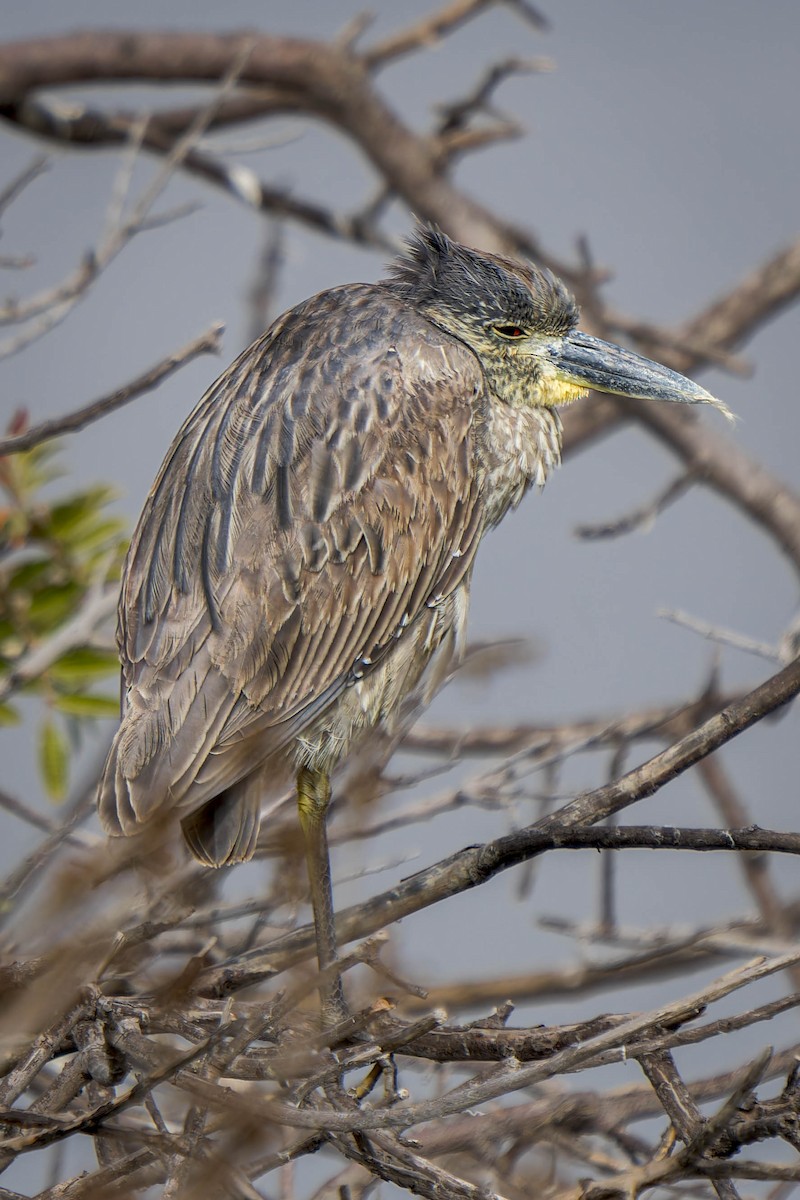 Yellow-crowned Night Heron - ML613736161