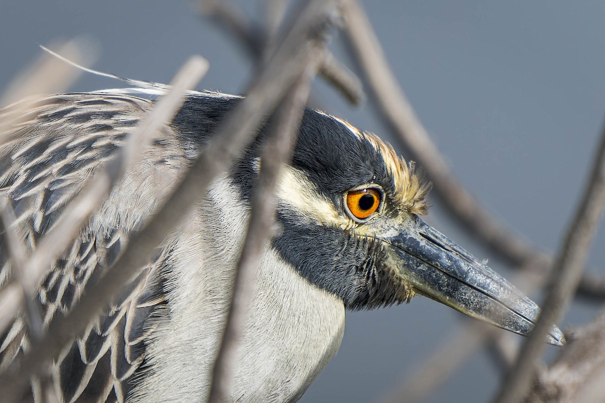 Yellow-crowned Night Heron - ML613736163