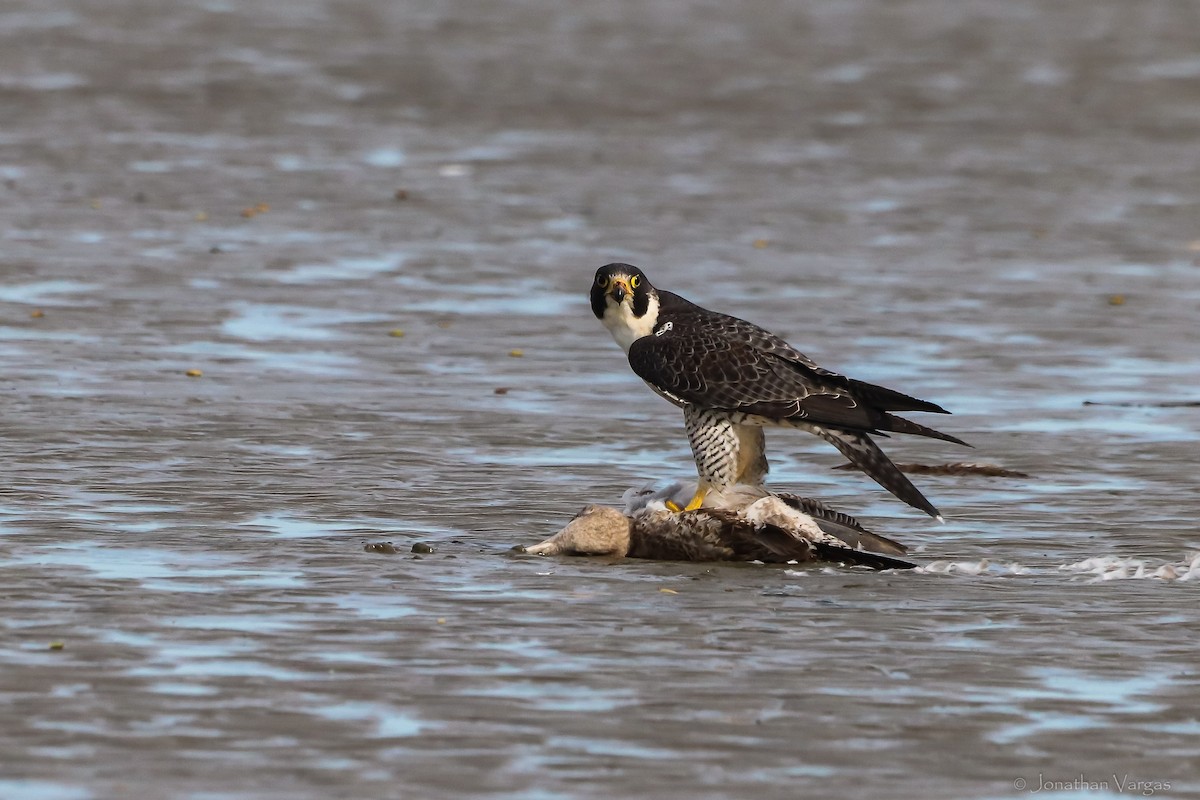 Peregrine Falcon - ML613736243