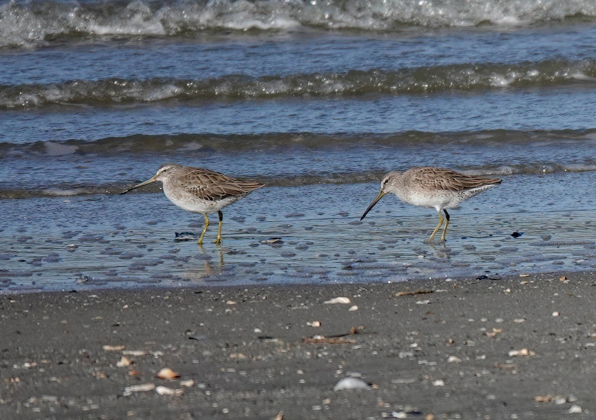 Short-billed Dowitcher - ML613736267