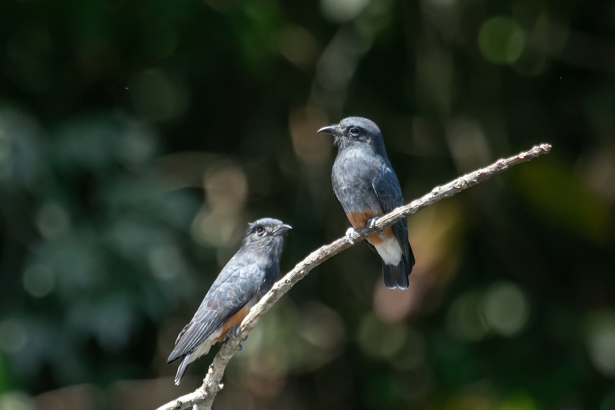 Swallow-winged Puffbird - ML613736315