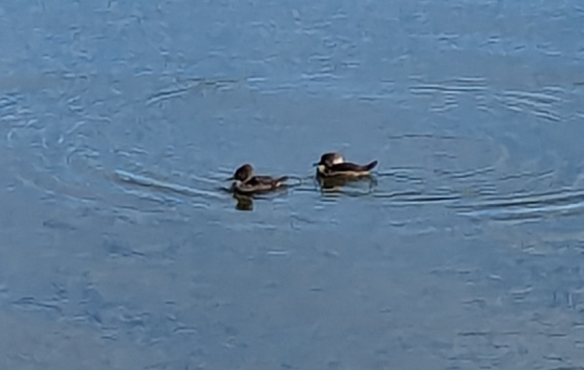 Hooded Merganser - ML613736317