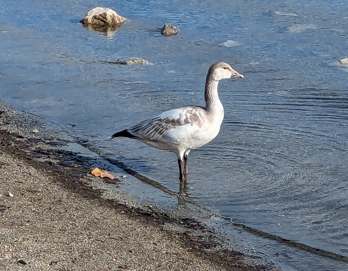 Snow Goose - ML613736321