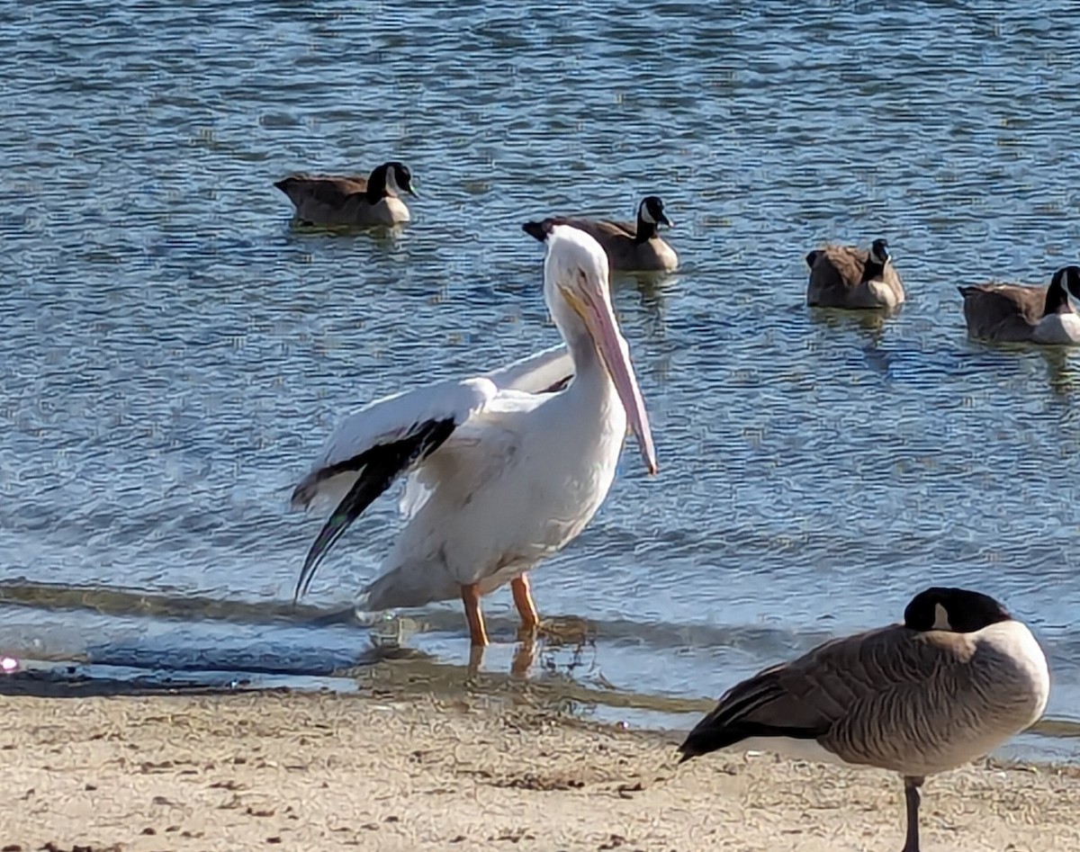 American White Pelican - ML613736330