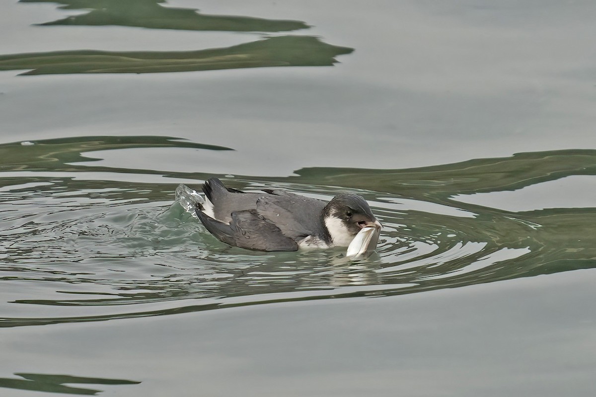 Ancient Murrelet - Dave Jurasevich