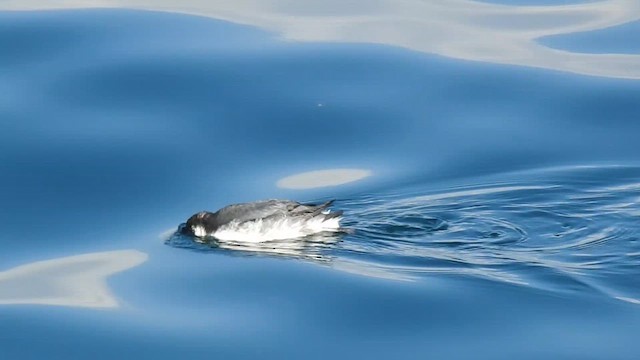 Guillemot à cou blanc - ML613736357