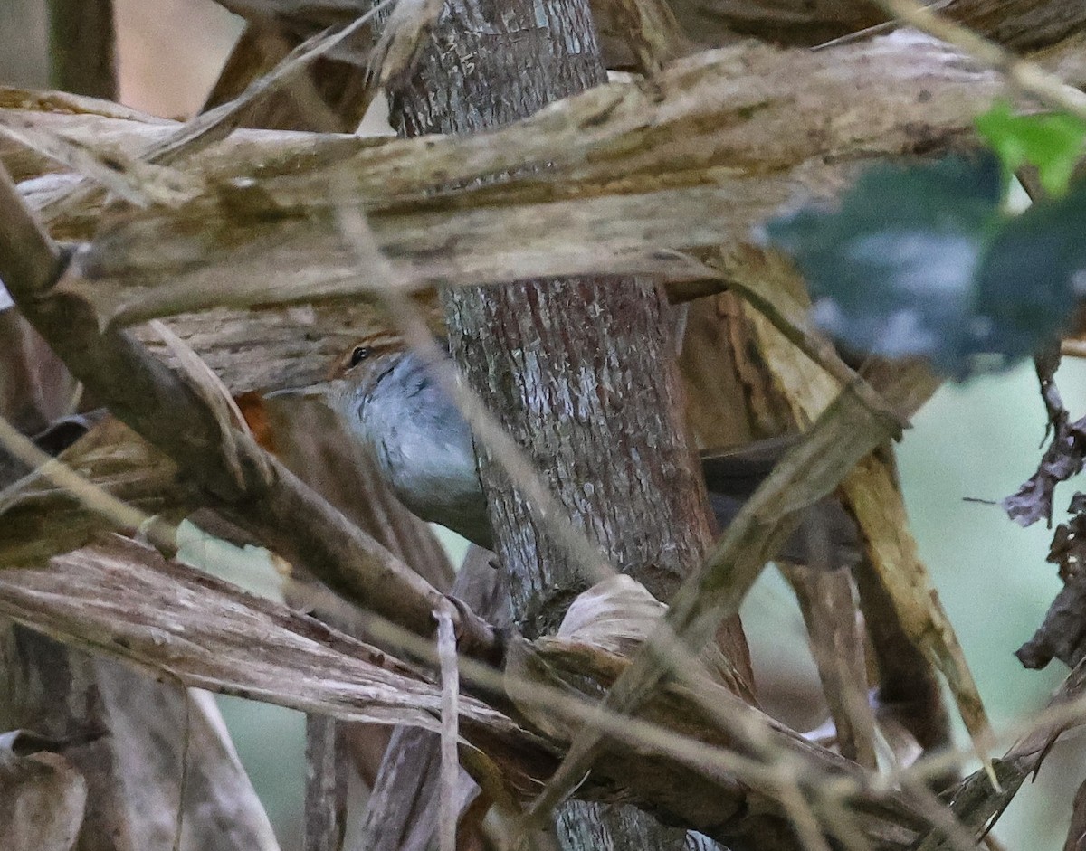 Fiji Bush Warbler - ML613736397