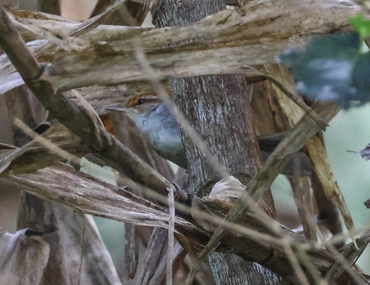 Fiji Bush Warbler - ML613736398
