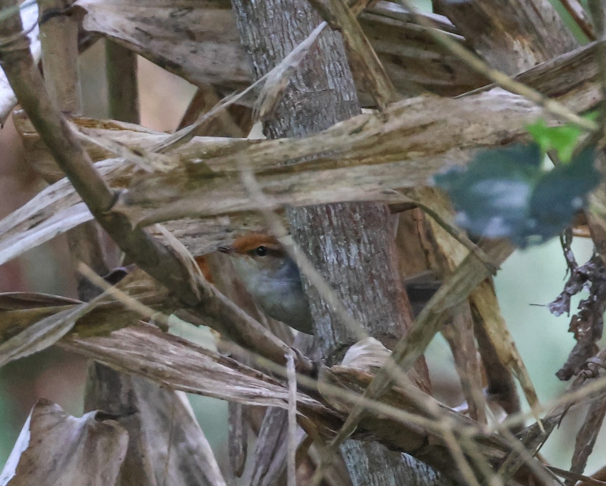 Fiji Bush Warbler - ML613736399