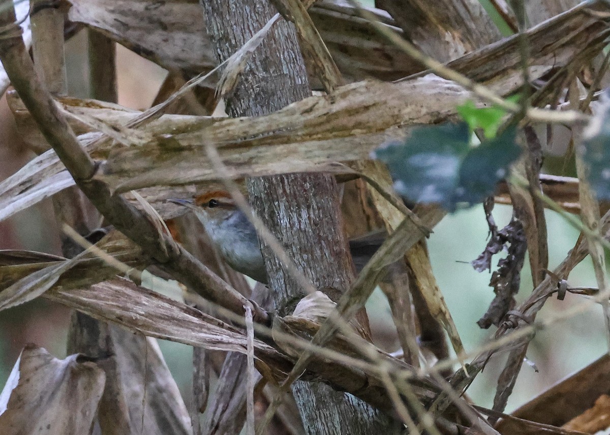 Fiji Bush Warbler - ML613736400