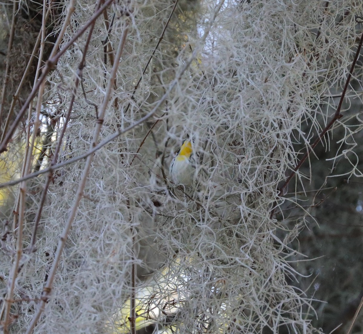 Yellow-throated Warbler - ML613736437