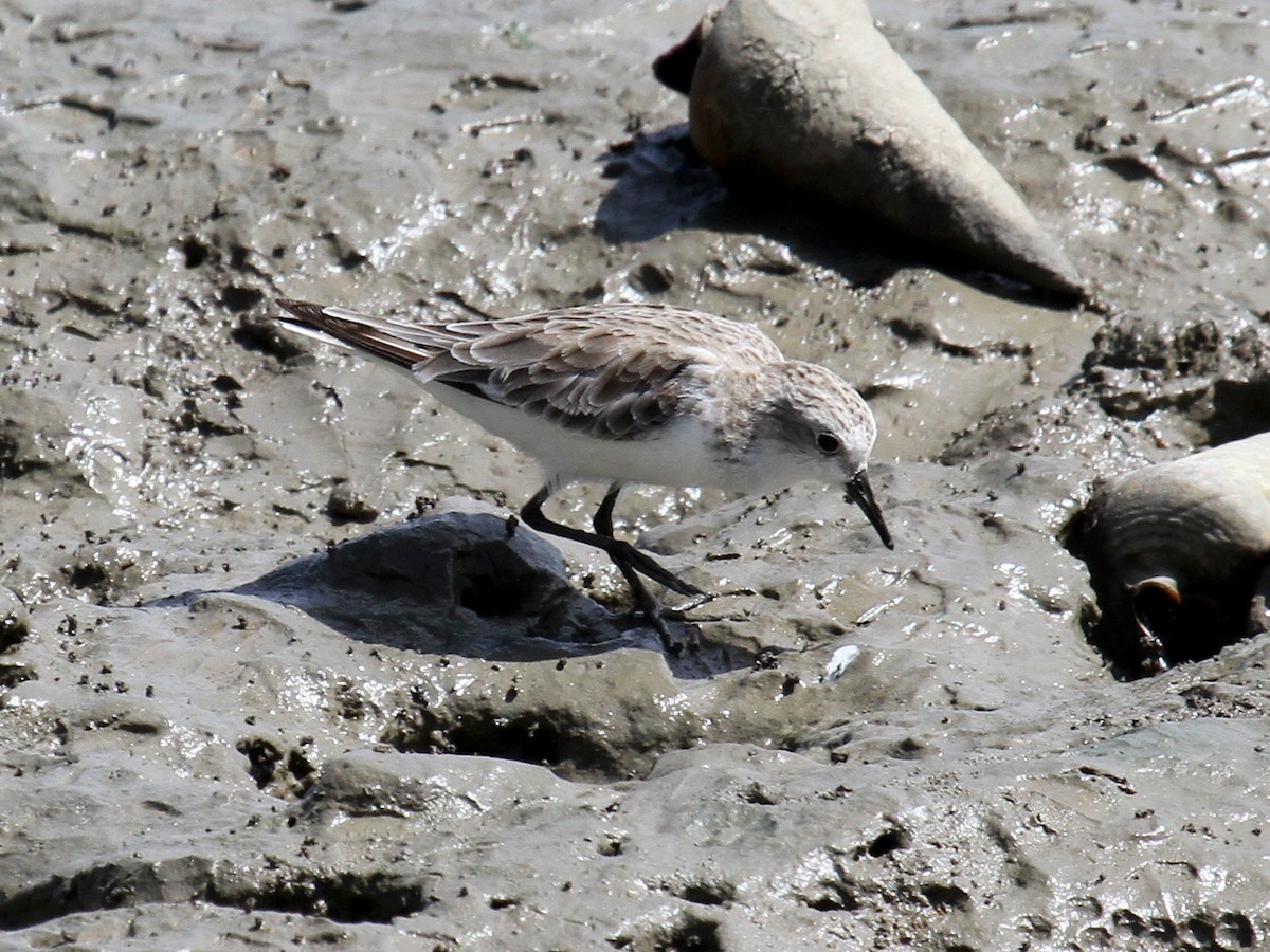 Red-necked Stint - ML613736494