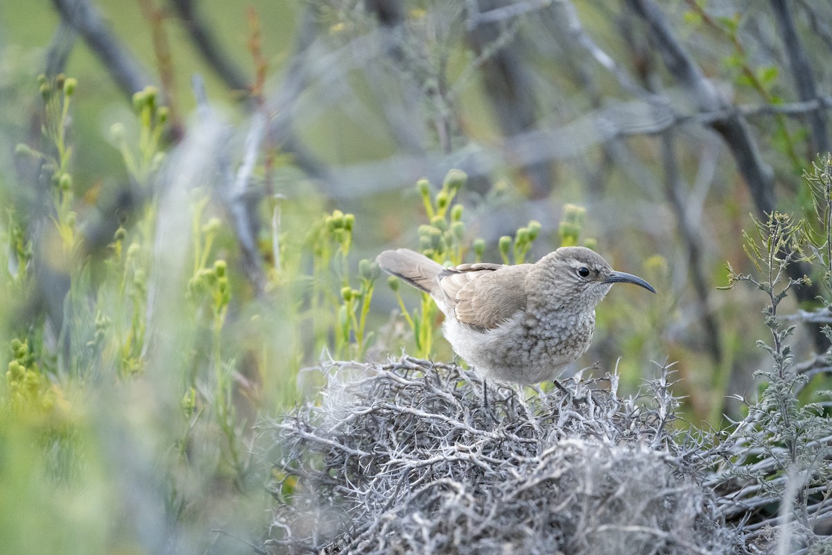 Scale-throated Earthcreeper - Jérémy Calvo