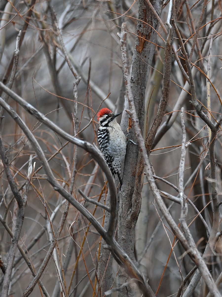 Ladder-backed Woodpecker - Caitlin Morrow