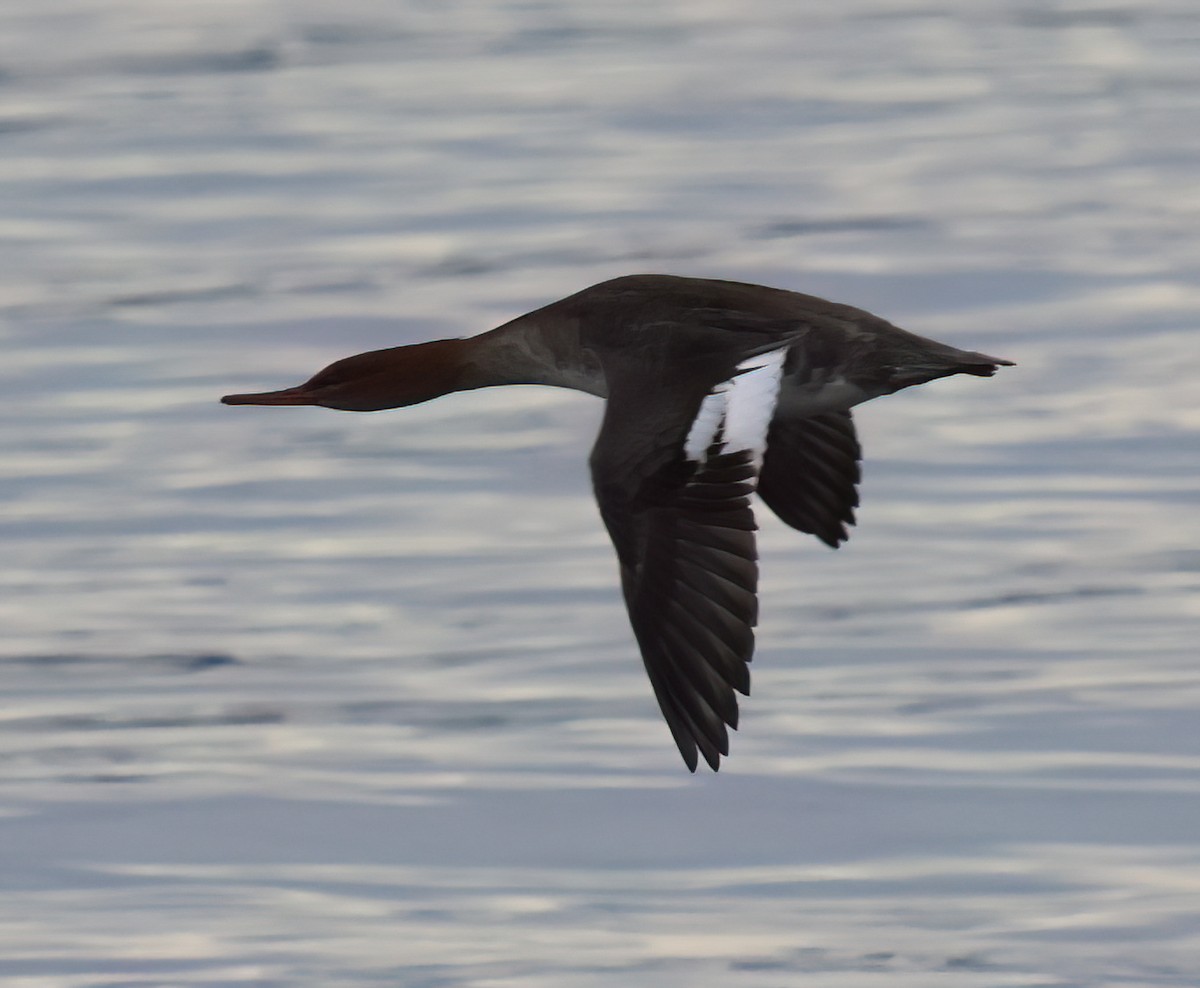 Red-breasted Merganser - ML613736675