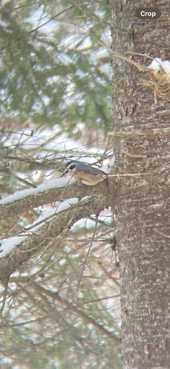 Red-breasted Nuthatch - ML613736719