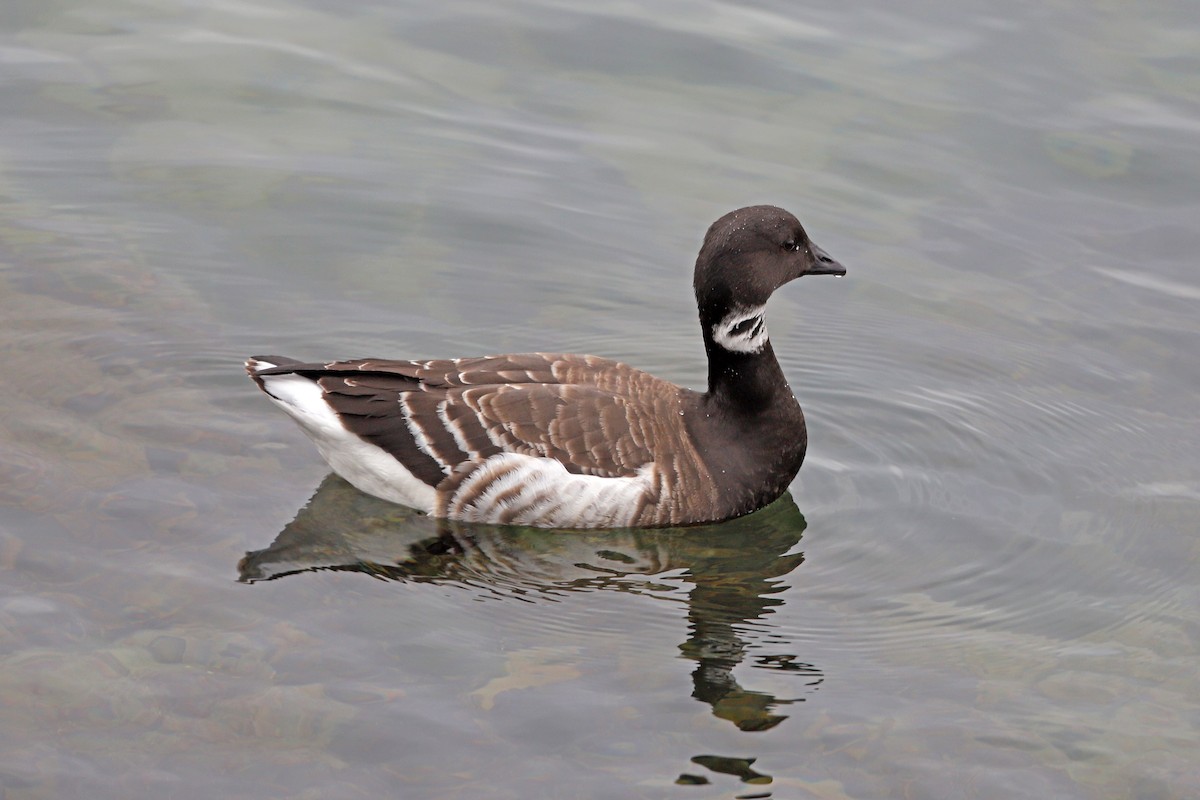 Brant - ML613736759