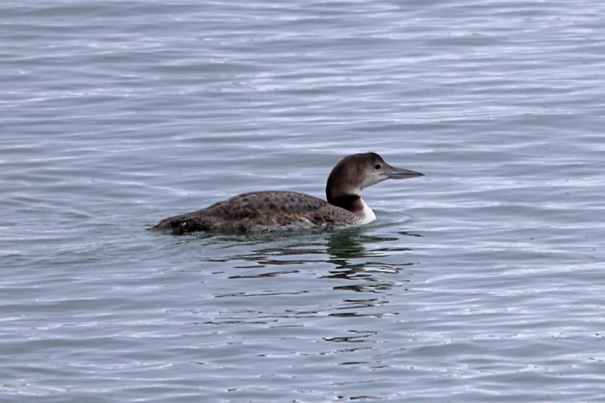 Common Loon - ML613736784