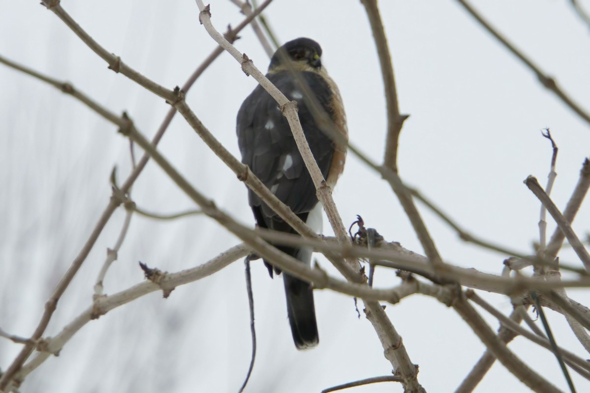 Épervier brun - ML613736810