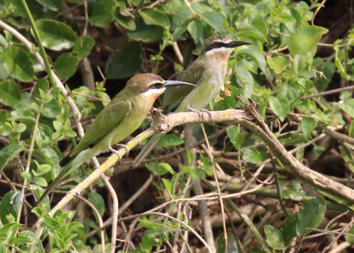 Madagascar Bee-eater - ML613736912