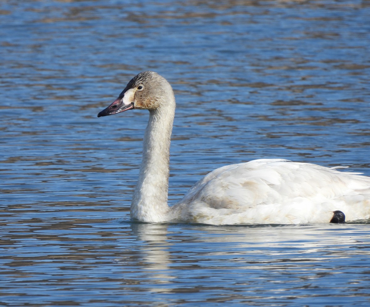 Tundra Swan - ML613736931