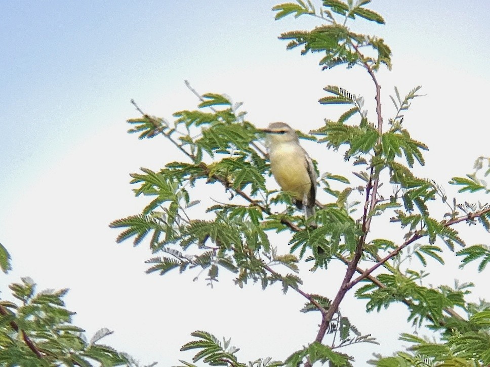 Bahia Wagtail-Tyrant - Carlos Otávio Gussoni