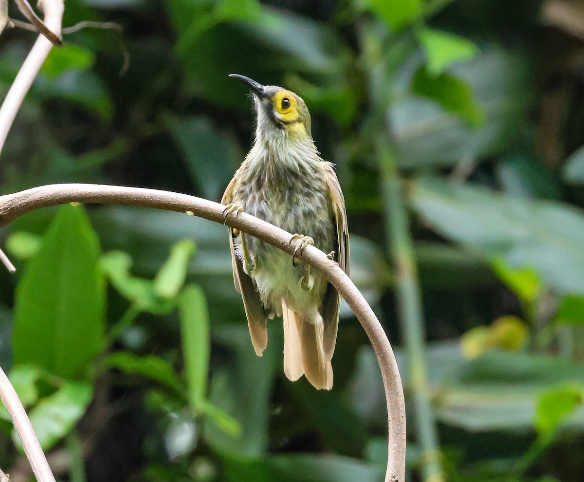 Kadavu Honeyeater - ML613737022