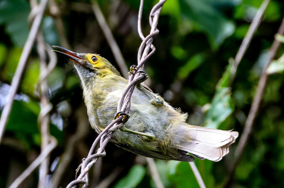 Kadavu Honeyeater - ML613737028