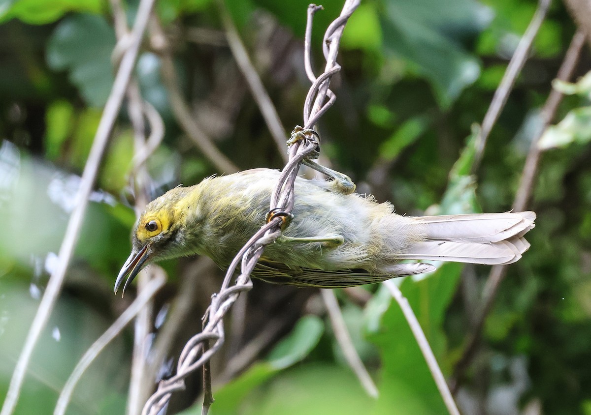 Kadavu Honeyeater - ML613737029