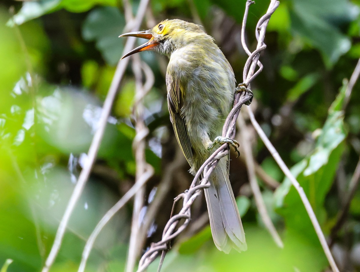 Kadavu Honeyeater - ML613737034