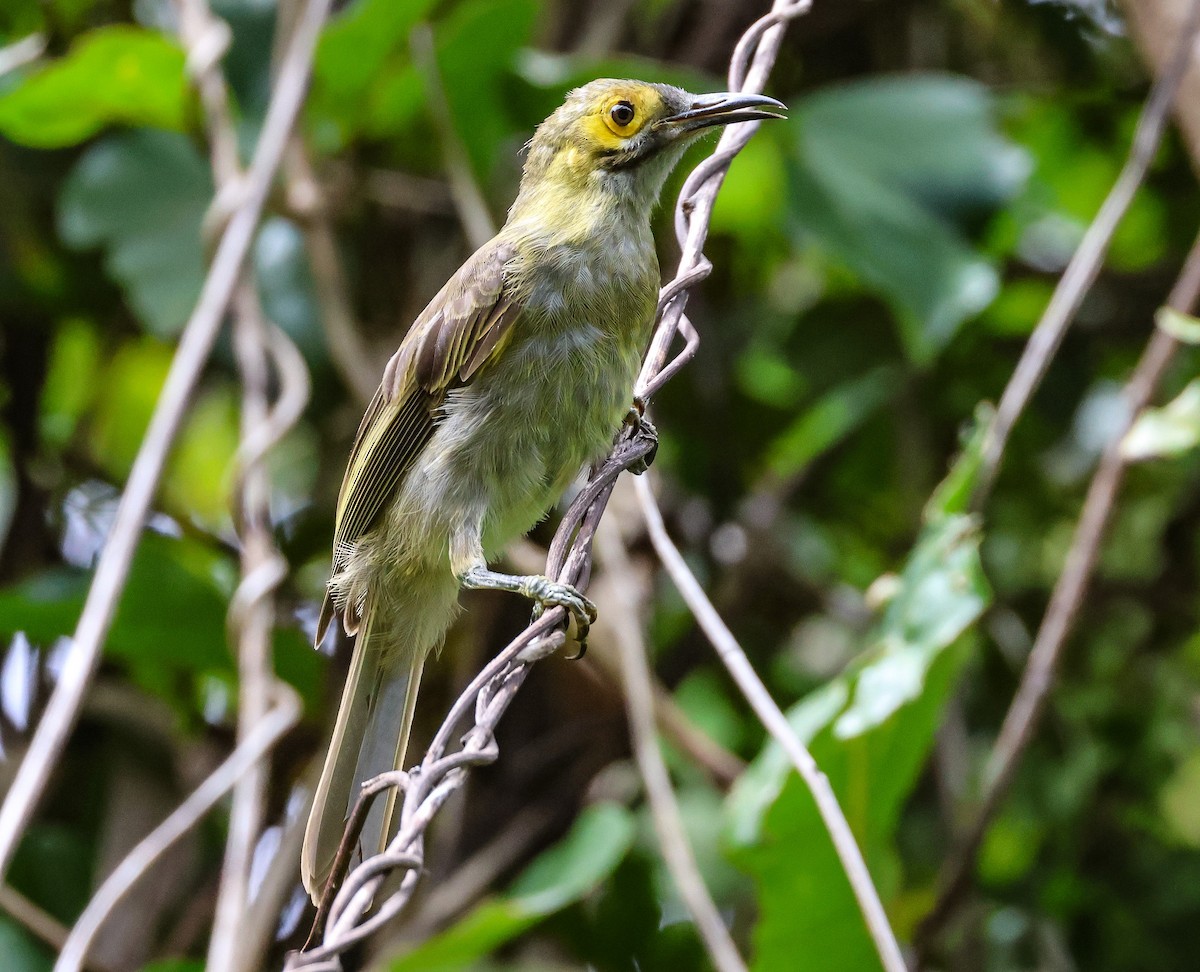 Kadavu Honeyeater - ML613737037