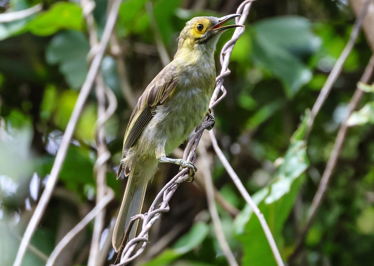 Kadavu Honeyeater - ML613737038