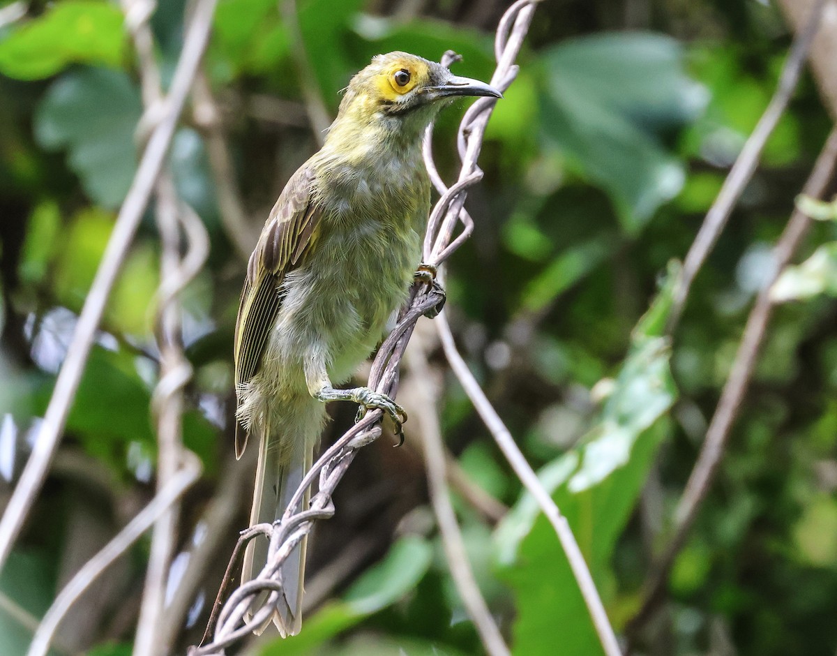 Kadavu Honeyeater - ML613737039