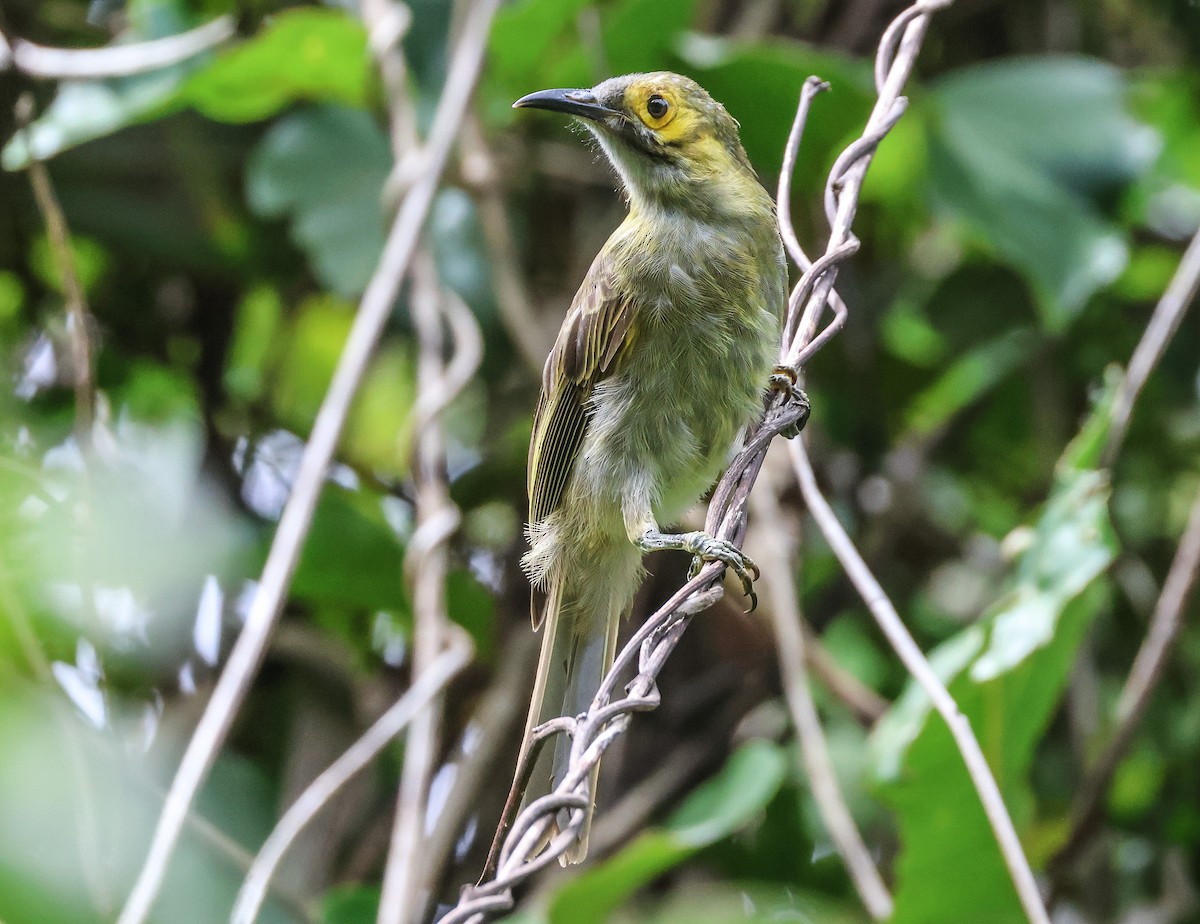 Kadavu Honeyeater - ML613737040