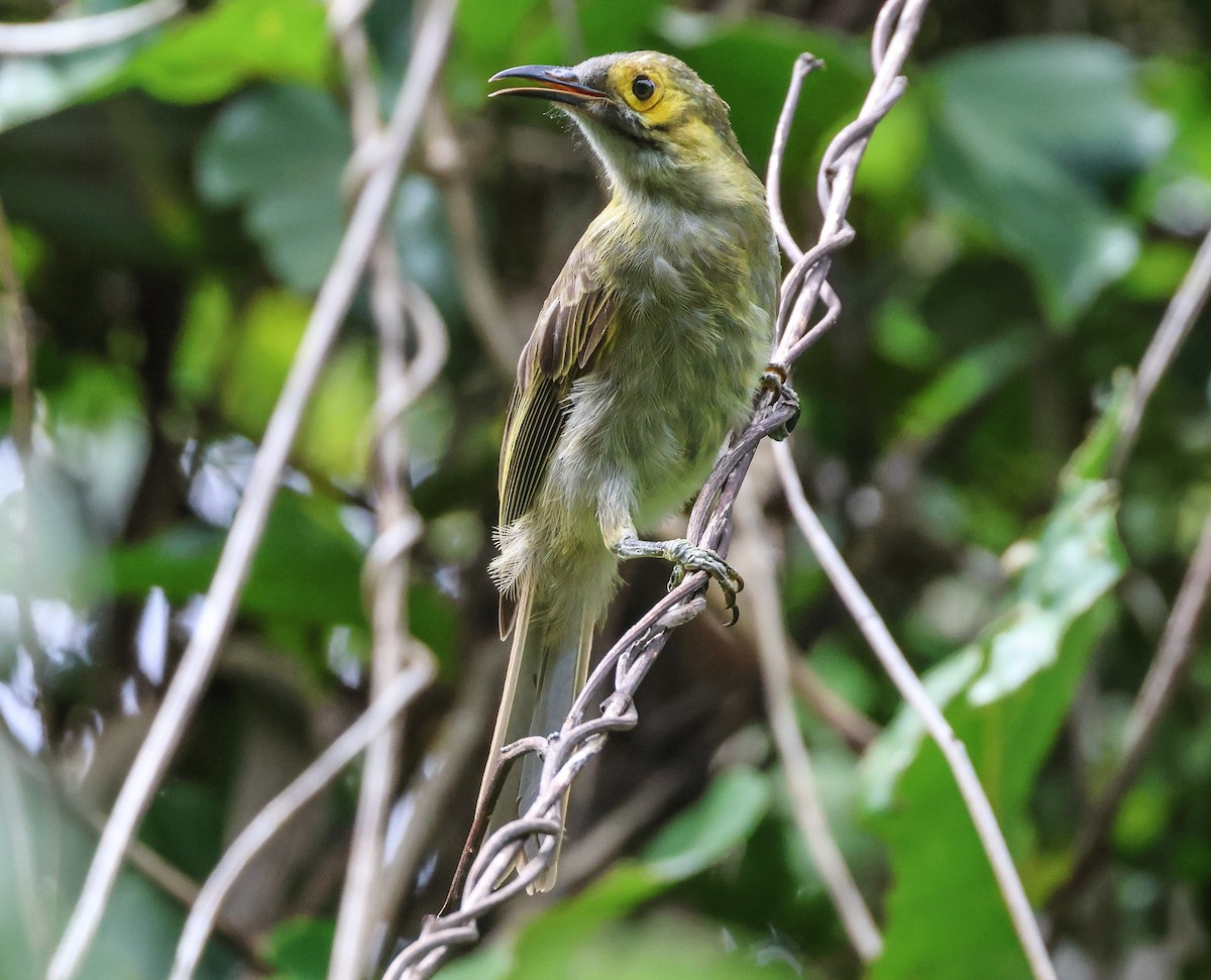 Kadavu Honeyeater - ML613737041