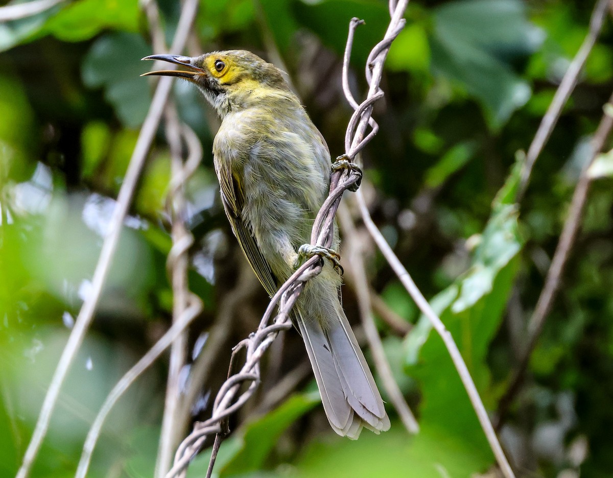 Kadavu Honeyeater - ML613737042